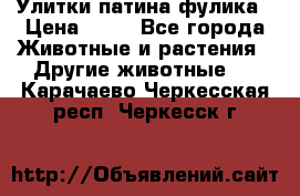 Улитки патина фулика › Цена ­ 10 - Все города Животные и растения » Другие животные   . Карачаево-Черкесская респ.,Черкесск г.